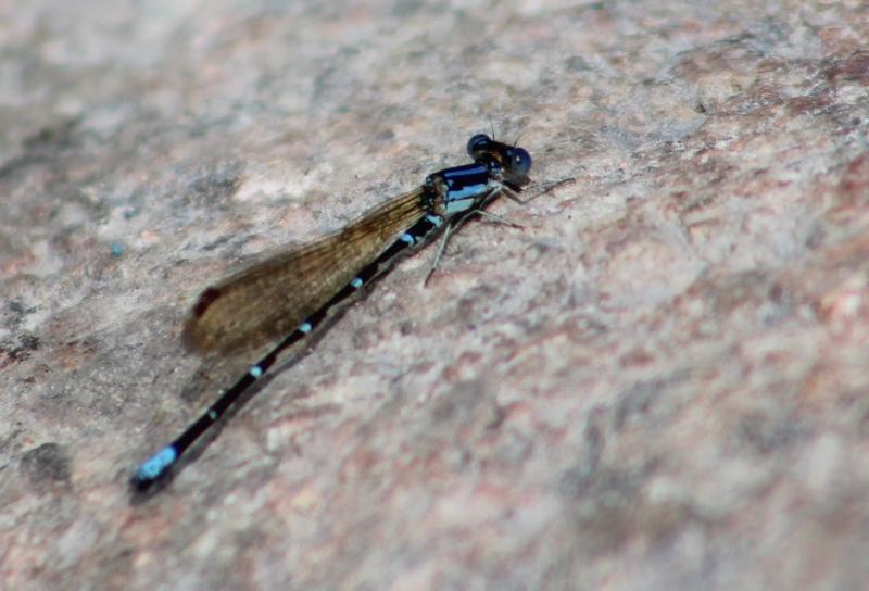 Photo of Blue-ringed Dancer