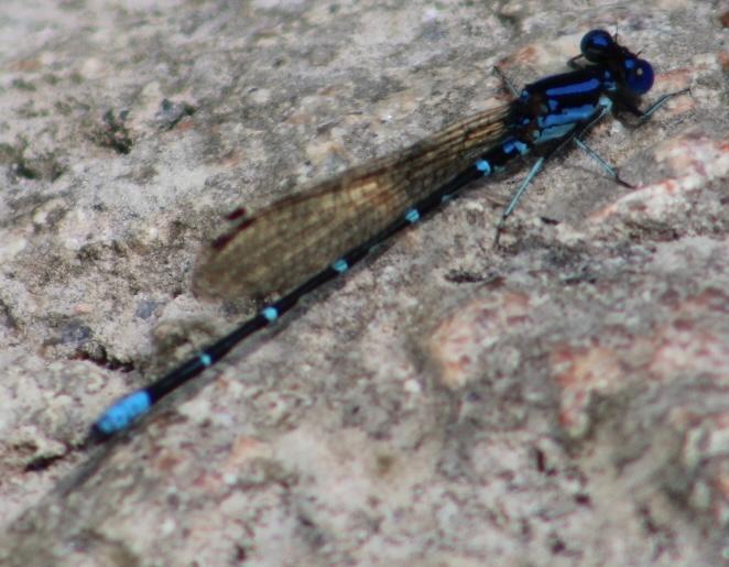 Photo of Blue-ringed Dancer