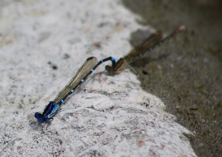 Photo of Blue-ringed Dancer