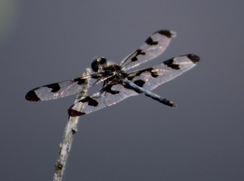 Photo of Banded Pennant