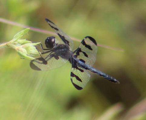 Photo of Banded Pennant