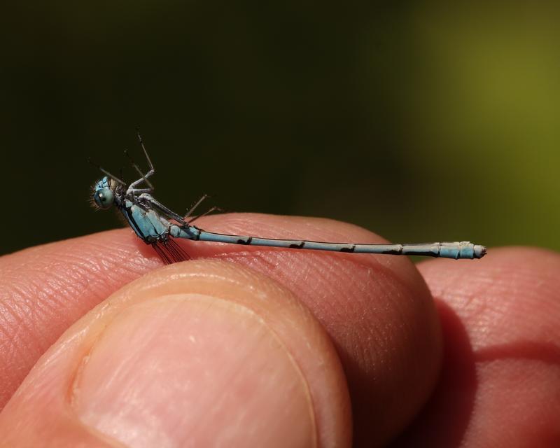 Photo of Hagen's Bluet