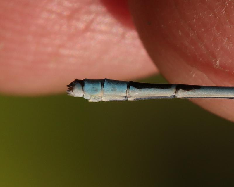 Photo of Hagen's Bluet