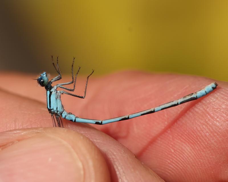 Photo of Marsh Bluet