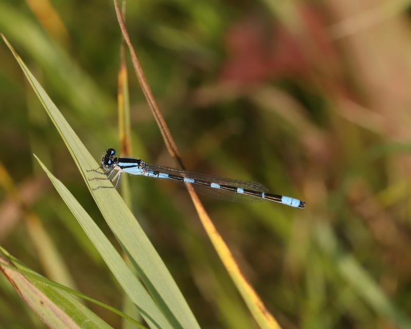 Photo of Tule Bluet