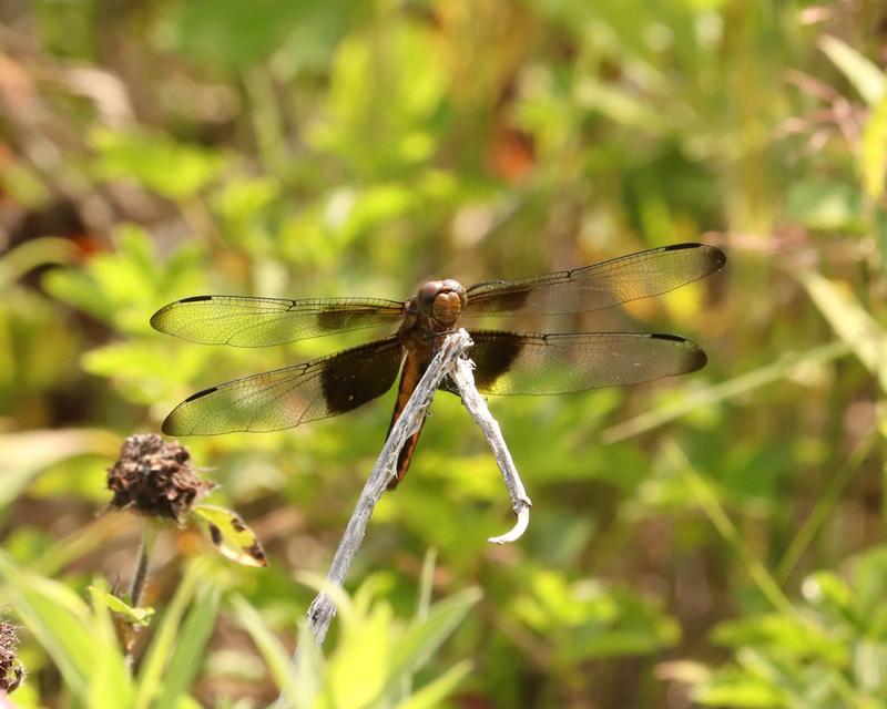Photo of Widow Skimmer