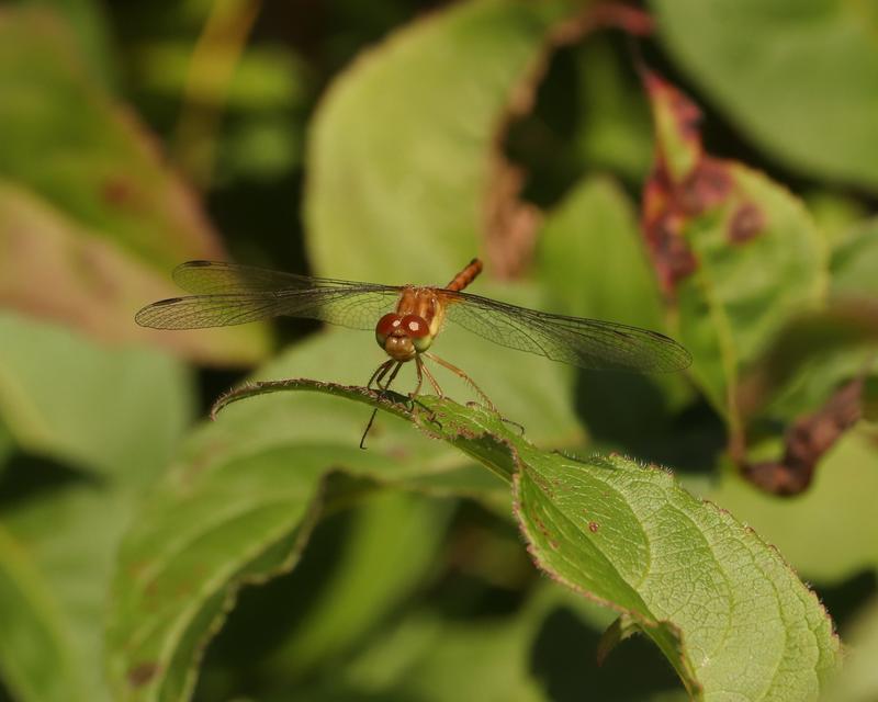 Photo of Autumn Meadowhawk