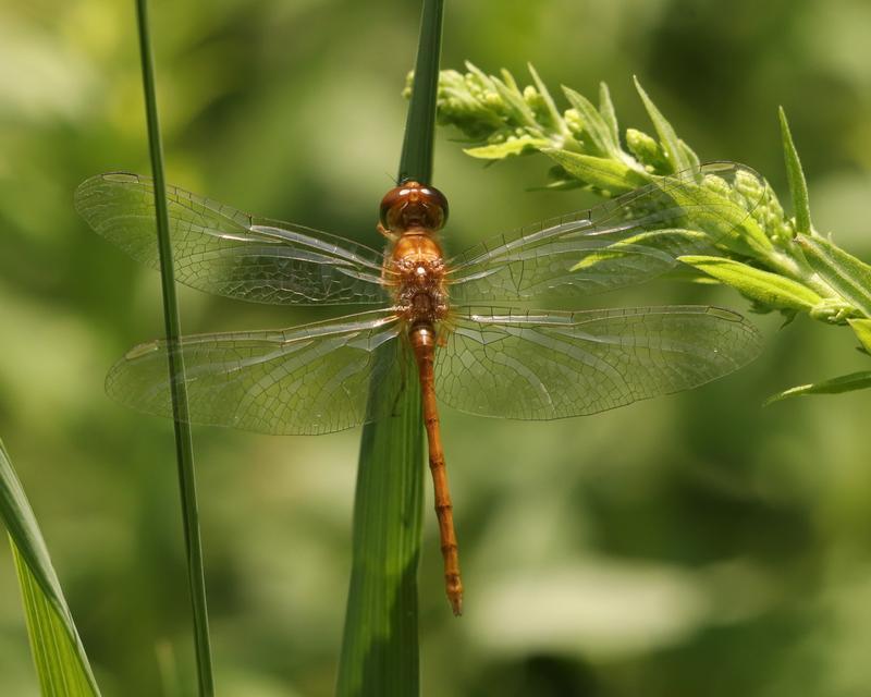 Photo of Autumn Meadowhawk