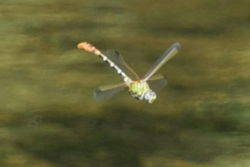 Photo of Eastern Ringtail