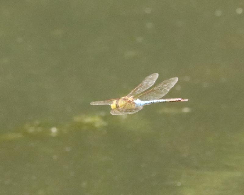 Photo of Common Green Darner
