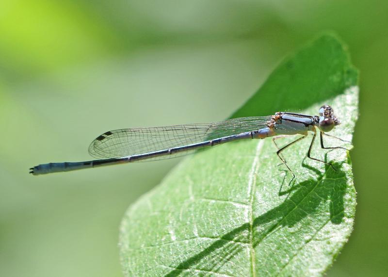 Photo of Slender Bluet