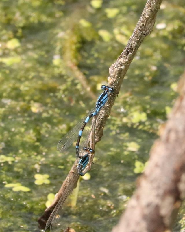 Photo of Tule Bluet