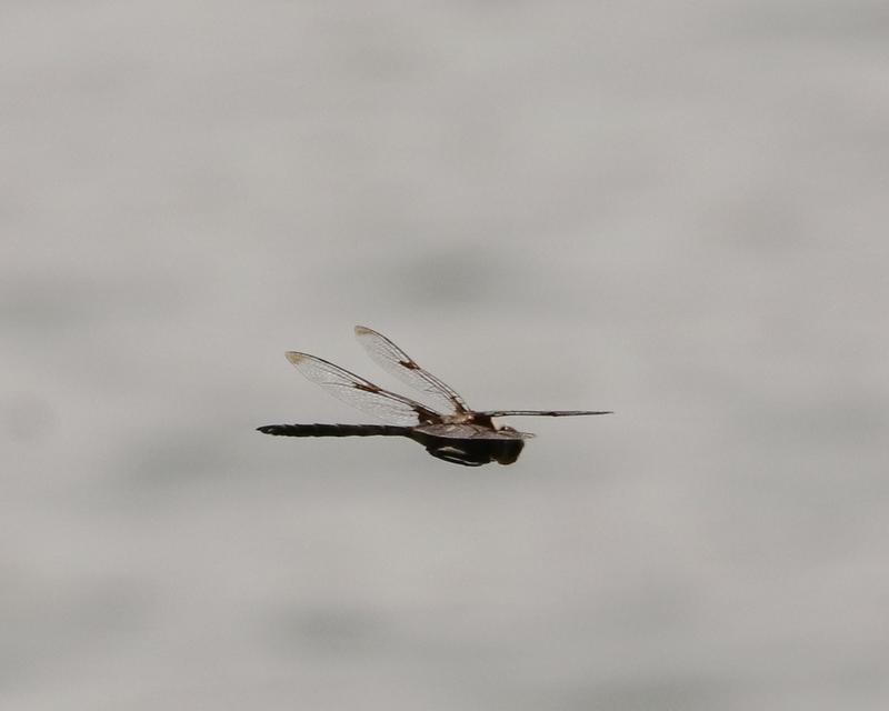 Photo of Prince Baskettail