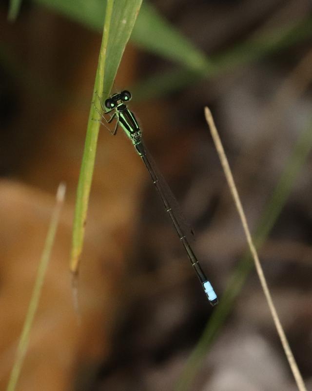 Photo of Eastern Forktail