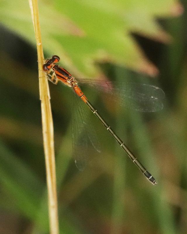Photo of Eastern Forktail