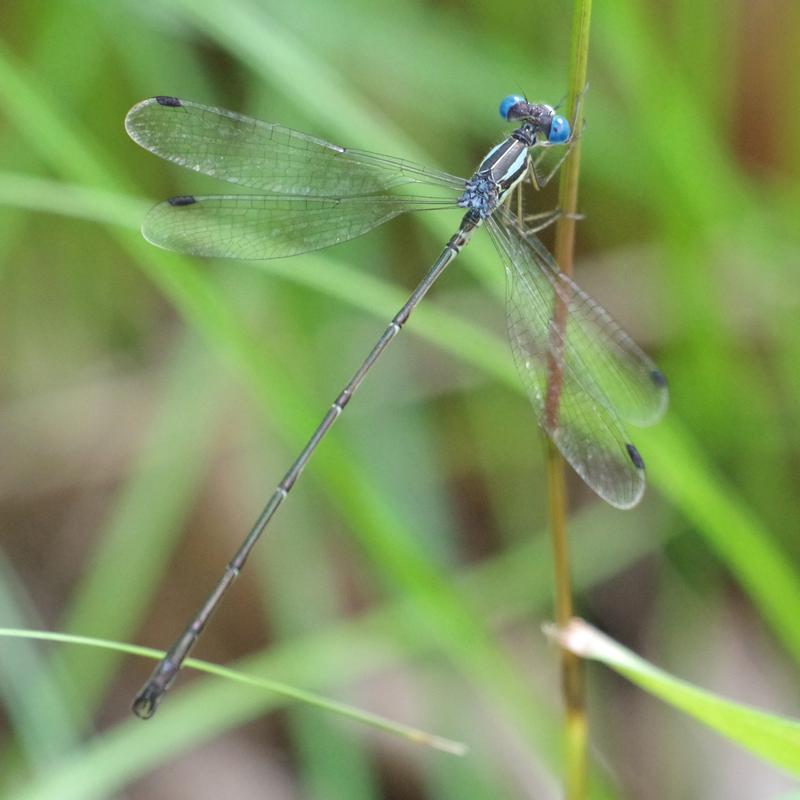 Photo of Slender Spreadwing