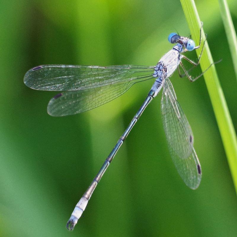 Photo of Sweetflag Spreadwing