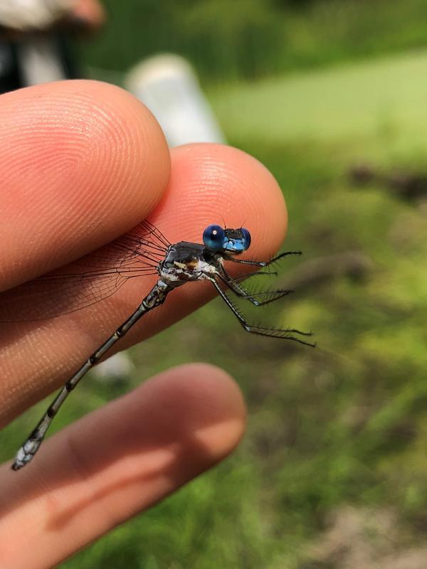 Photo of Sweetflag Spreadwing