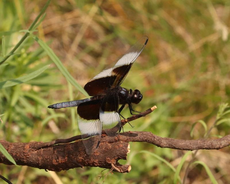 Photo of Widow Skimmer