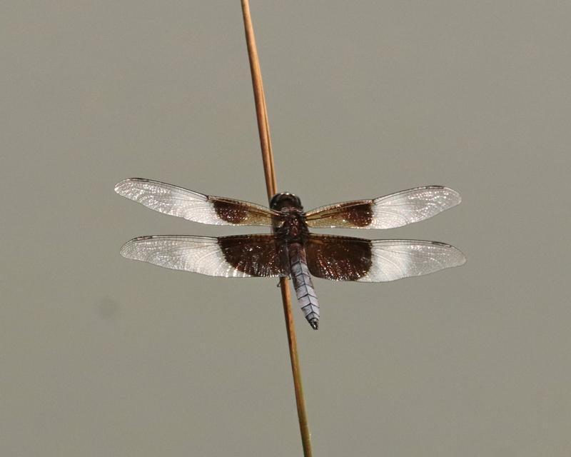 Photo of Widow Skimmer