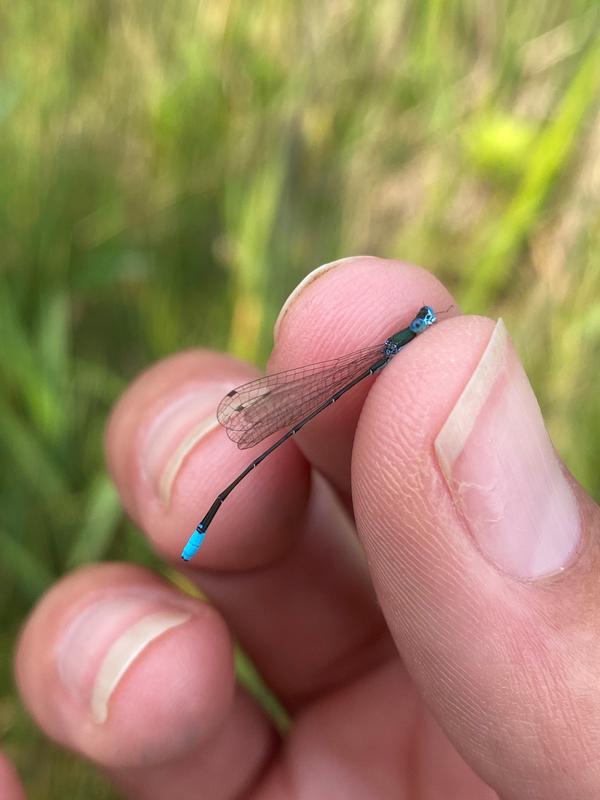 Photo of Sphagnum Sprite