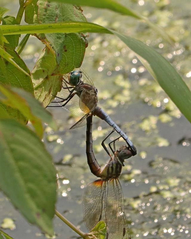 Photo of Blue Dasher