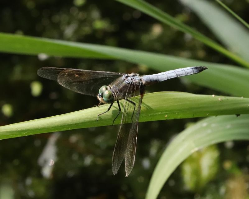 Photo of Blue Dasher