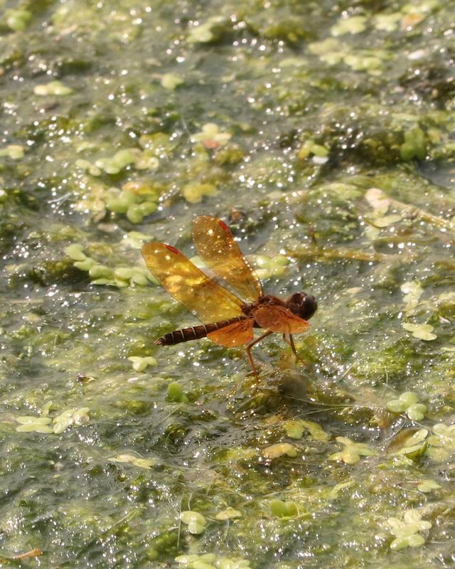 Photo of Eastern Amberwing