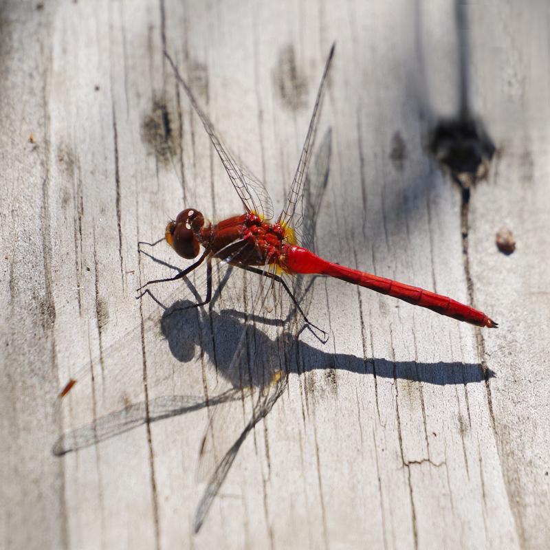 Photo of Ruby Meadowhawk