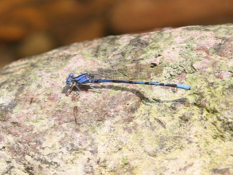 Photo of Springwater Dancer