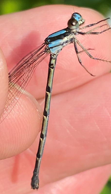 Photo of Blue-tipped Dancer