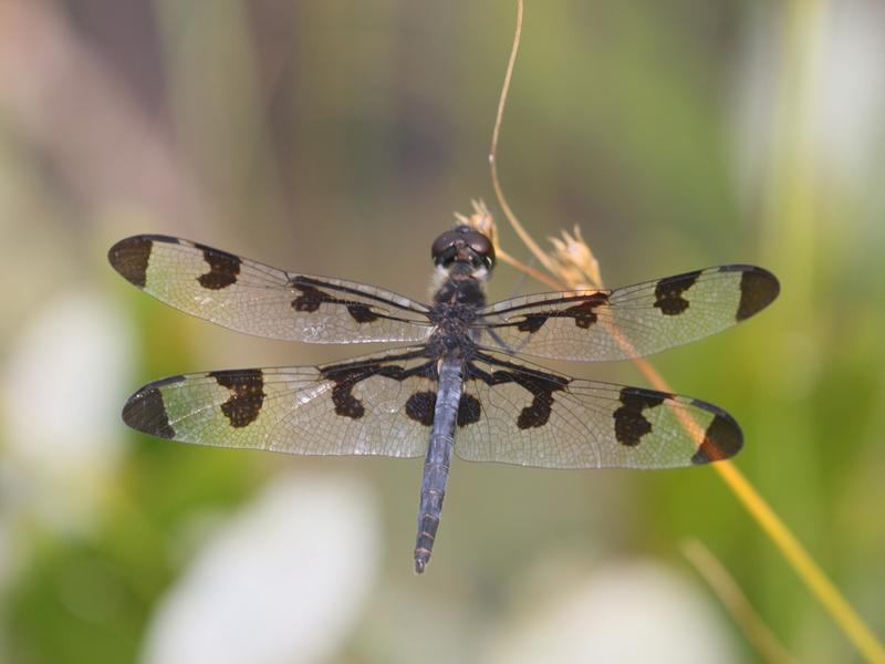 Photo of Banded Pennant