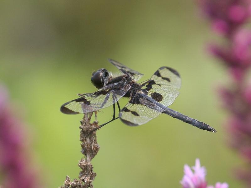 Photo of Banded Pennant