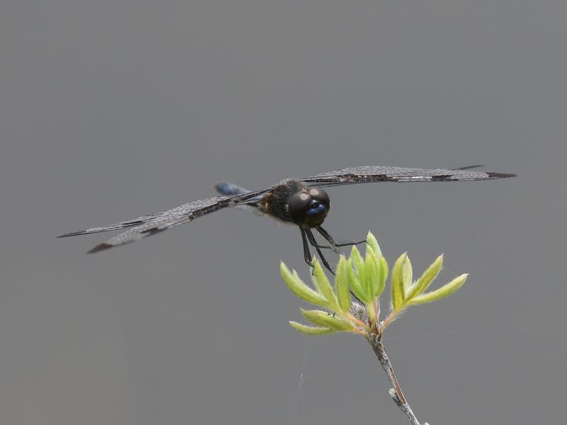 Photo of Banded Pennant