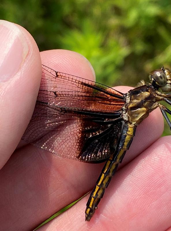 Photo of Widow Skimmer