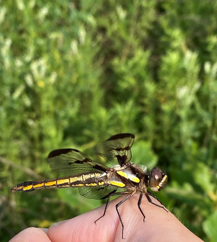 Photo of Twelve-spotted Skimmer