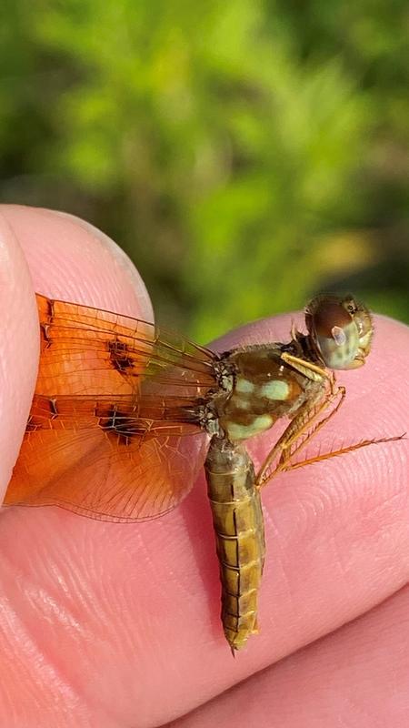 Photo of Eastern Amberwing