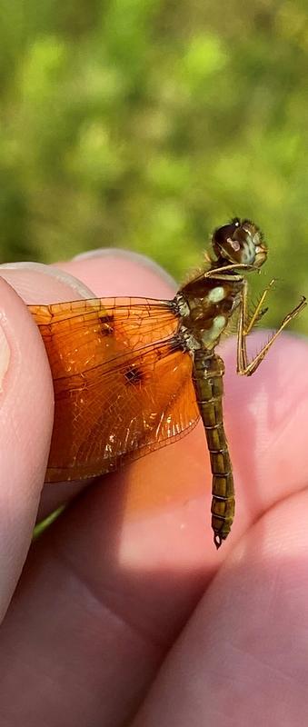 Photo of Eastern Amberwing