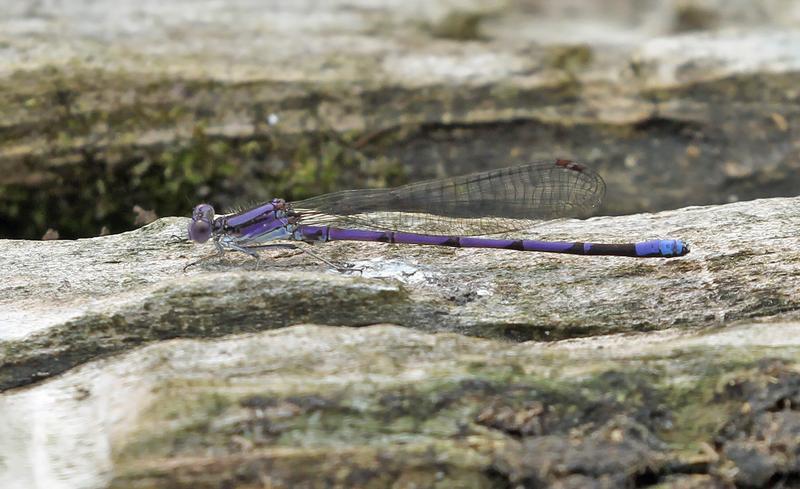 Photo of Variable Dancer (Violet Dancer ssp.)