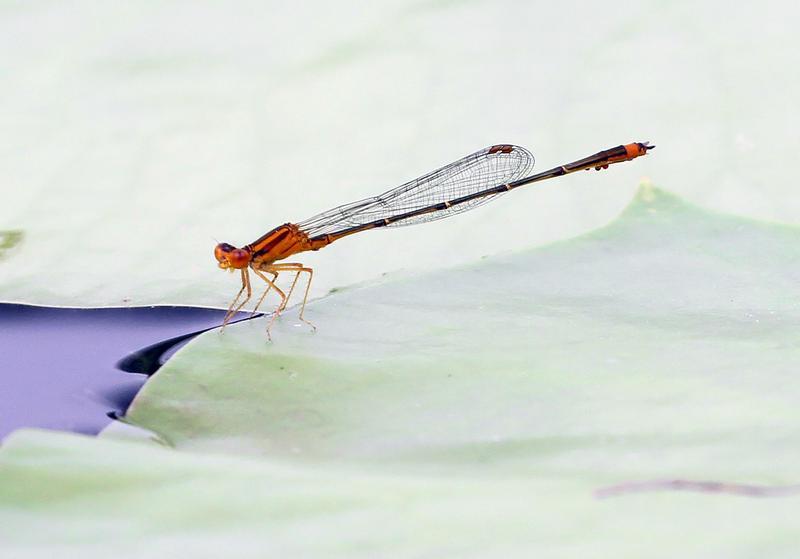 Photo of Orange Bluet