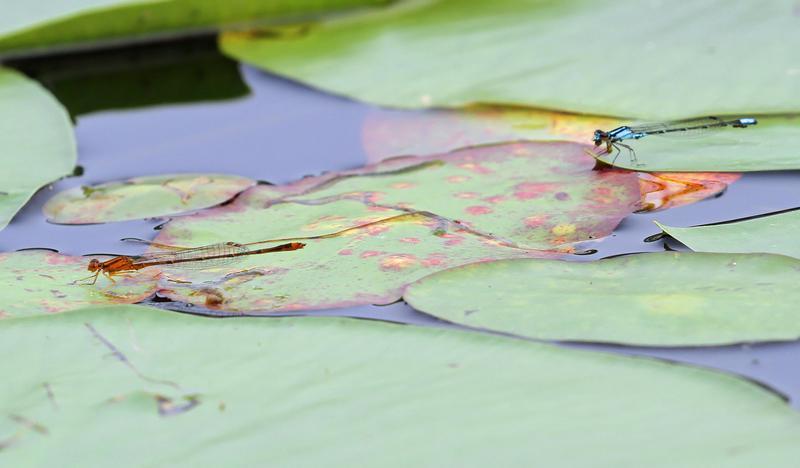 Photo of Orange Bluet