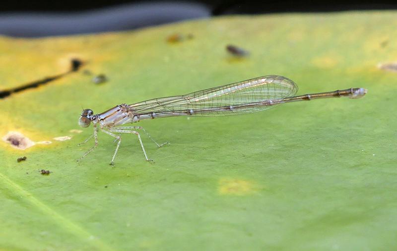 Photo of Vesper Bluet