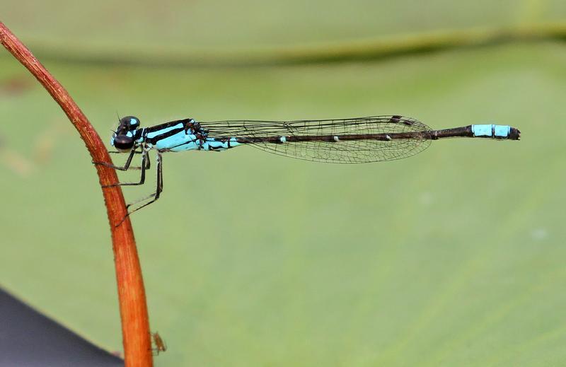 Photo of Skimming Bluet