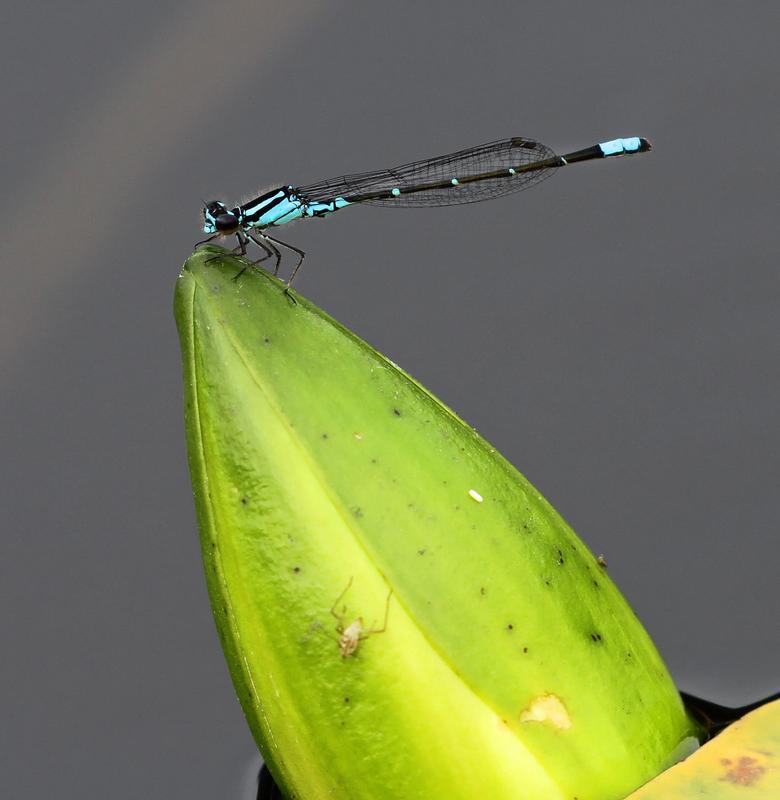 Photo of Skimming Bluet