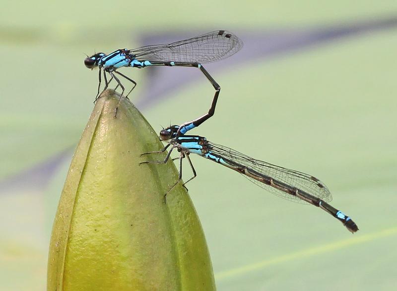 Photo of Skimming Bluet