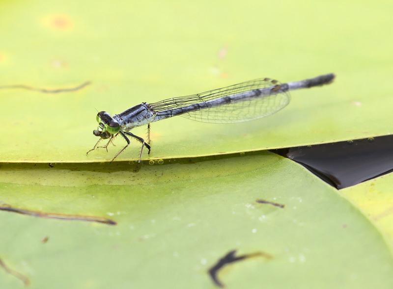 Photo of Eastern Forktail