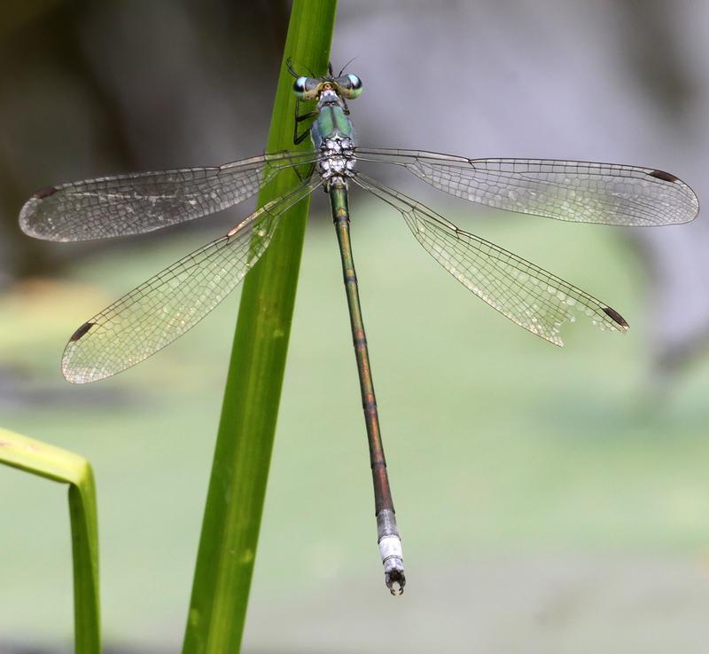 Photo of Elegant Spreadwing