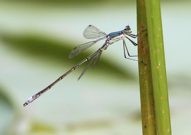 Photo of Elegant Spreadwing