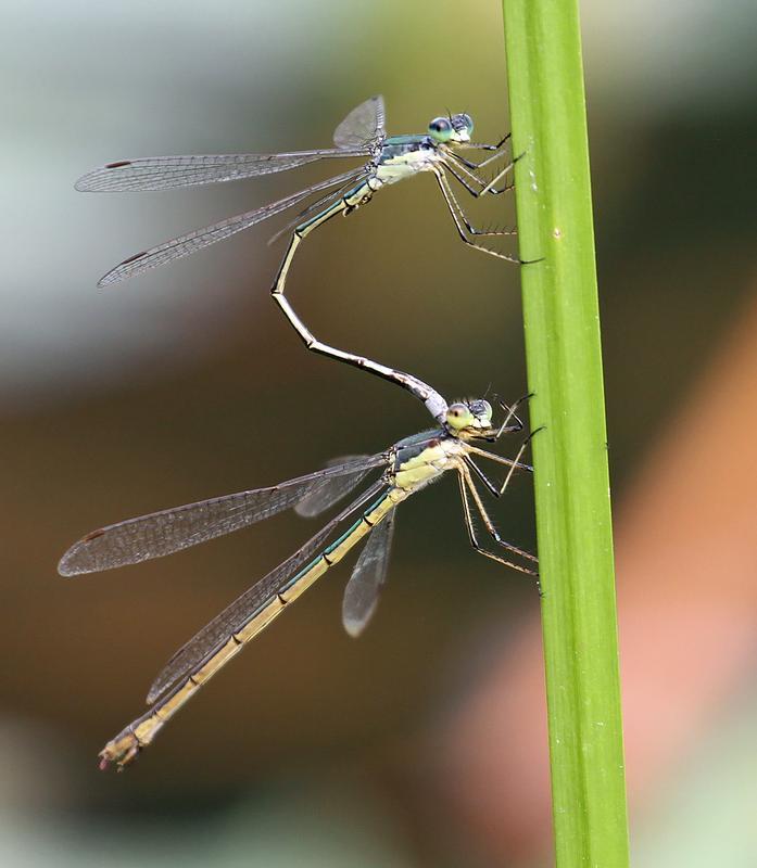 Photo of Elegant Spreadwing