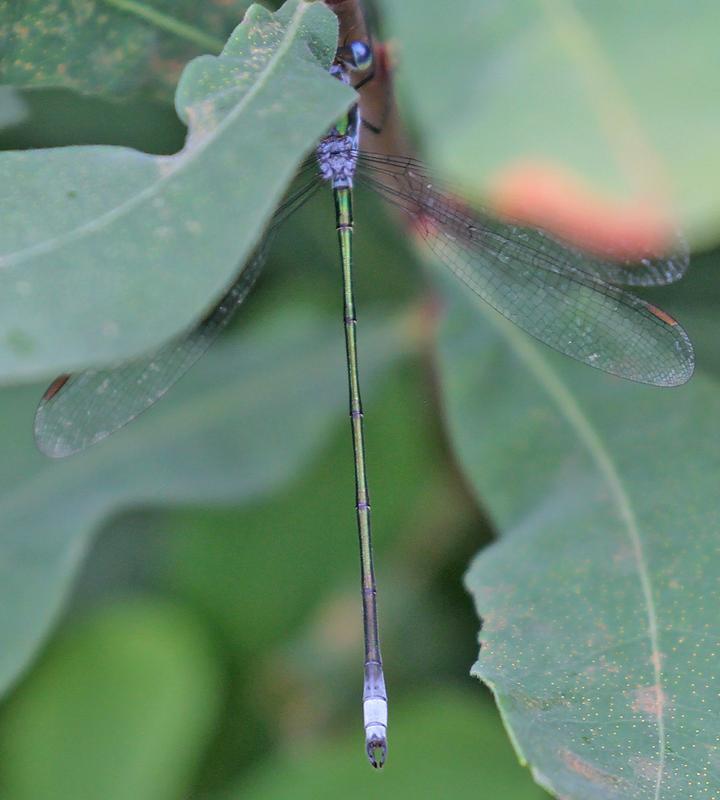 Photo of Swamp Spreadwing